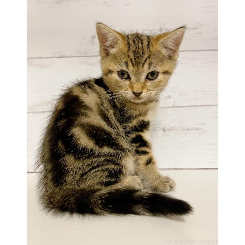 販売中の東京都のジェネッタ-130887の3枚目