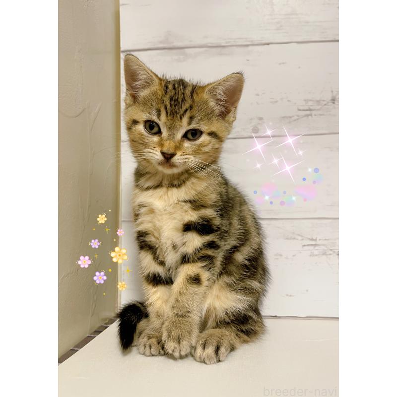 販売中の東京都のジェネッタ-130887の2枚目