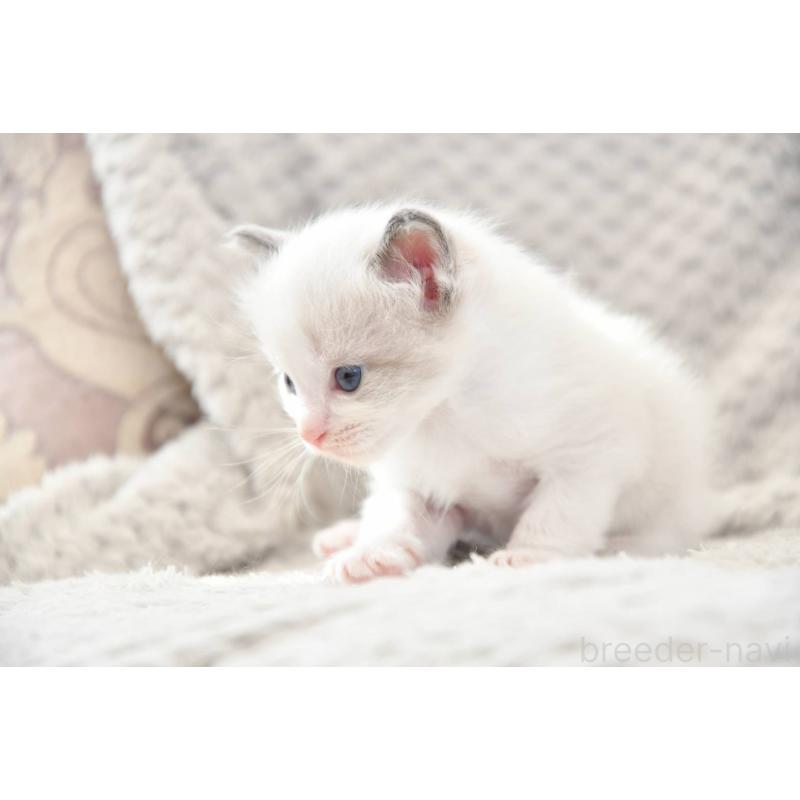 成約済の宮城県のラグドール-127892の2枚目