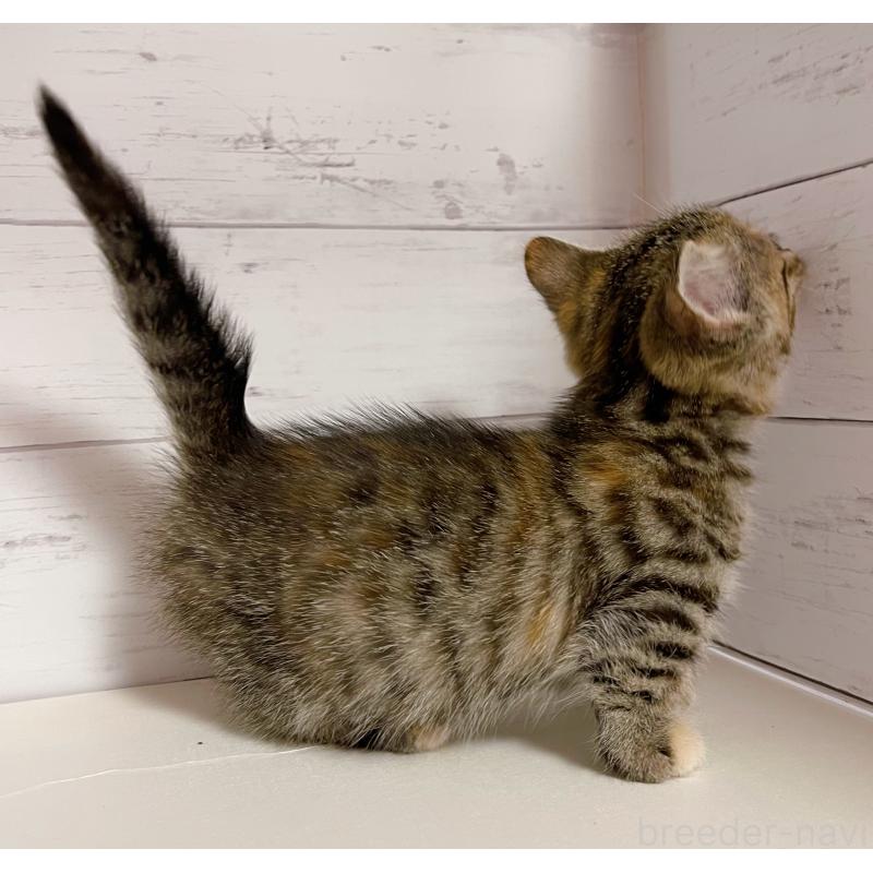 販売中の東京都のジェネッタ-130888の5枚目