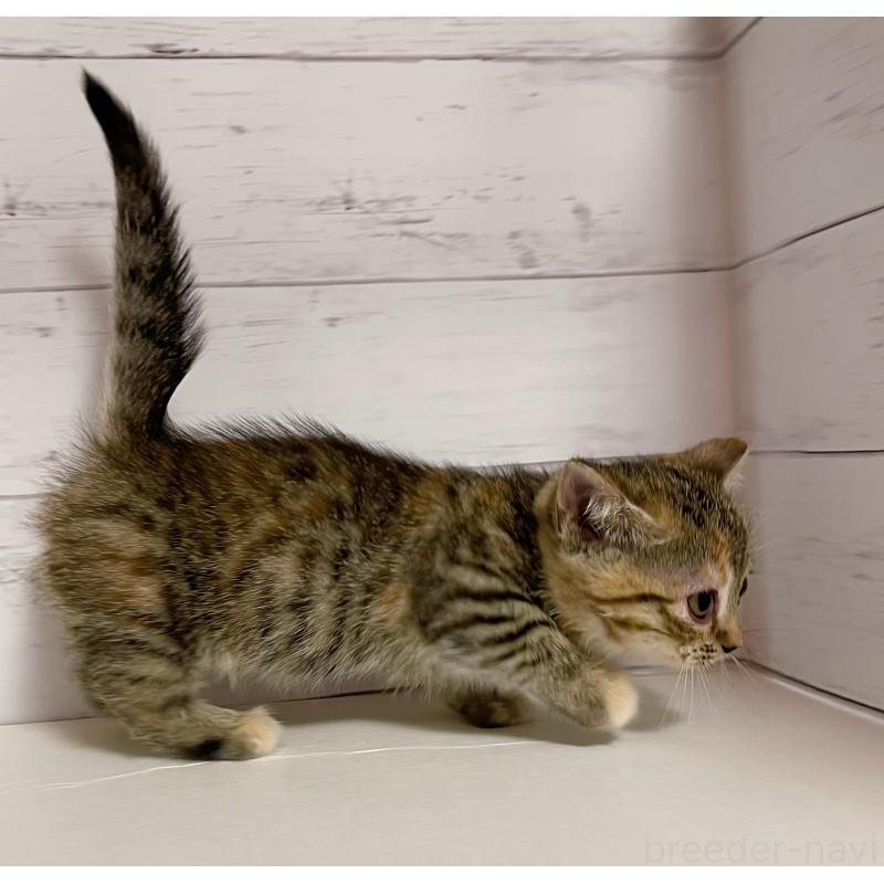 販売中の東京都のジェネッタ-130888の4枚目