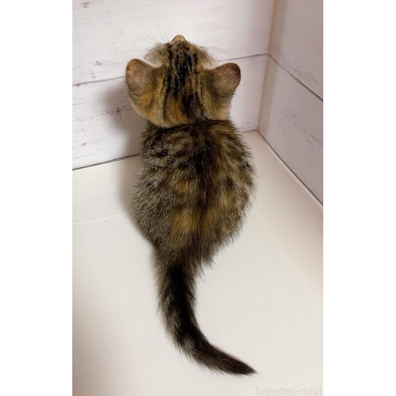 販売中の東京都のジェネッタ-130888の3枚目