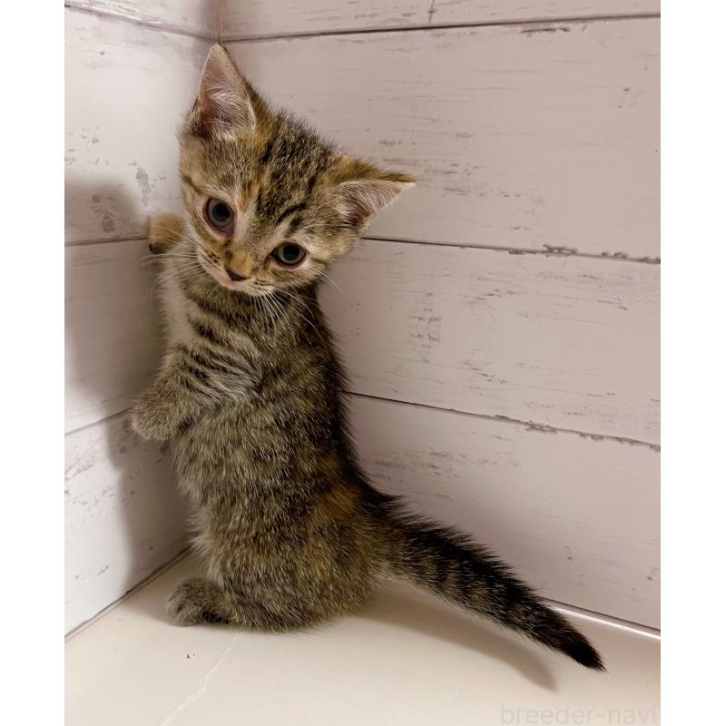 販売中の東京都のジェネッタ-130888の2枚目