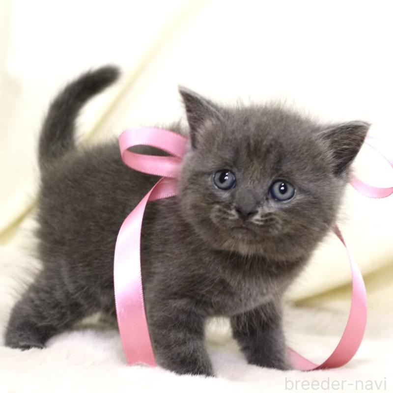 販売中の栃木県のマンチカン-130889の10枚目