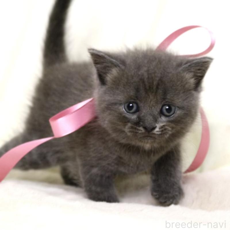 販売中の栃木県のマンチカン-130889の9枚目