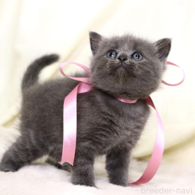 販売中の栃木県のマンチカン-130889の8枚目