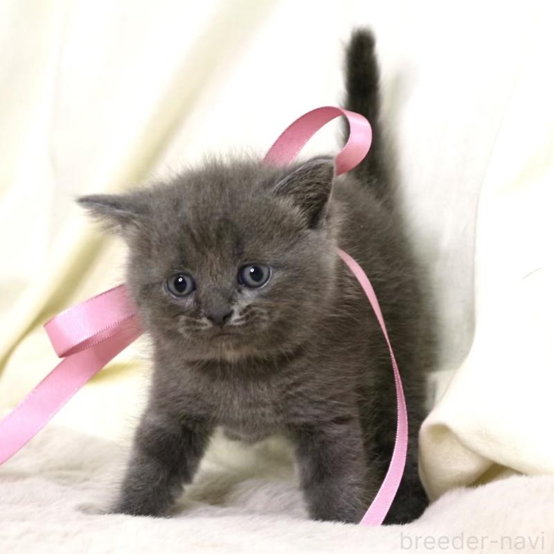 販売中の栃木県のマンチカン-130889の7枚目