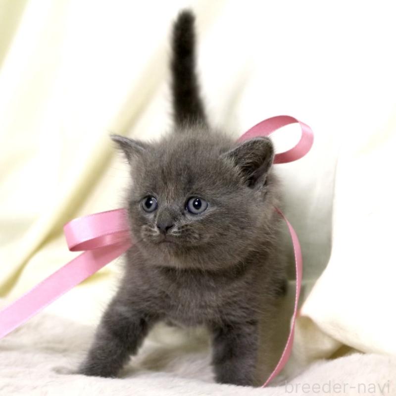 販売中の栃木県のマンチカン-130889の6枚目