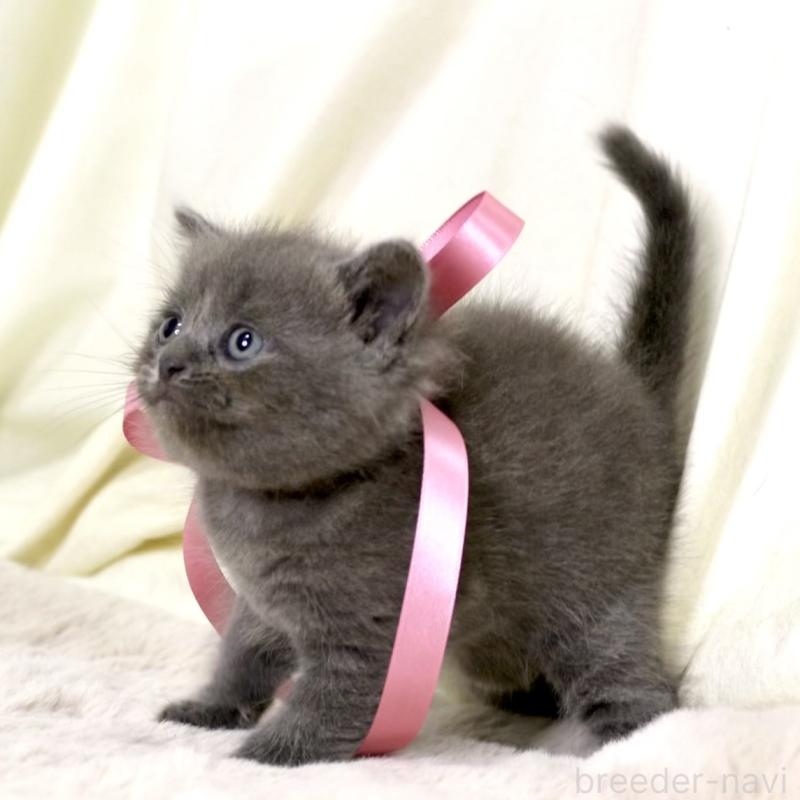 販売中の栃木県のマンチカン-130889の5枚目