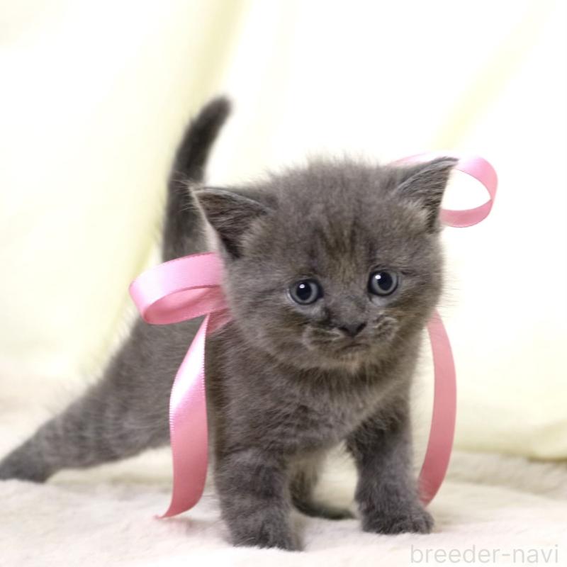 販売中の栃木県のマンチカン-130889の4枚目