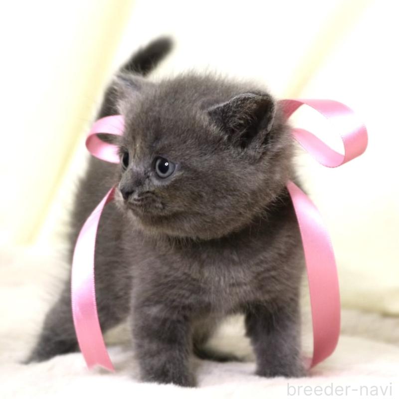 販売中の栃木県のマンチカン-130889の2枚目