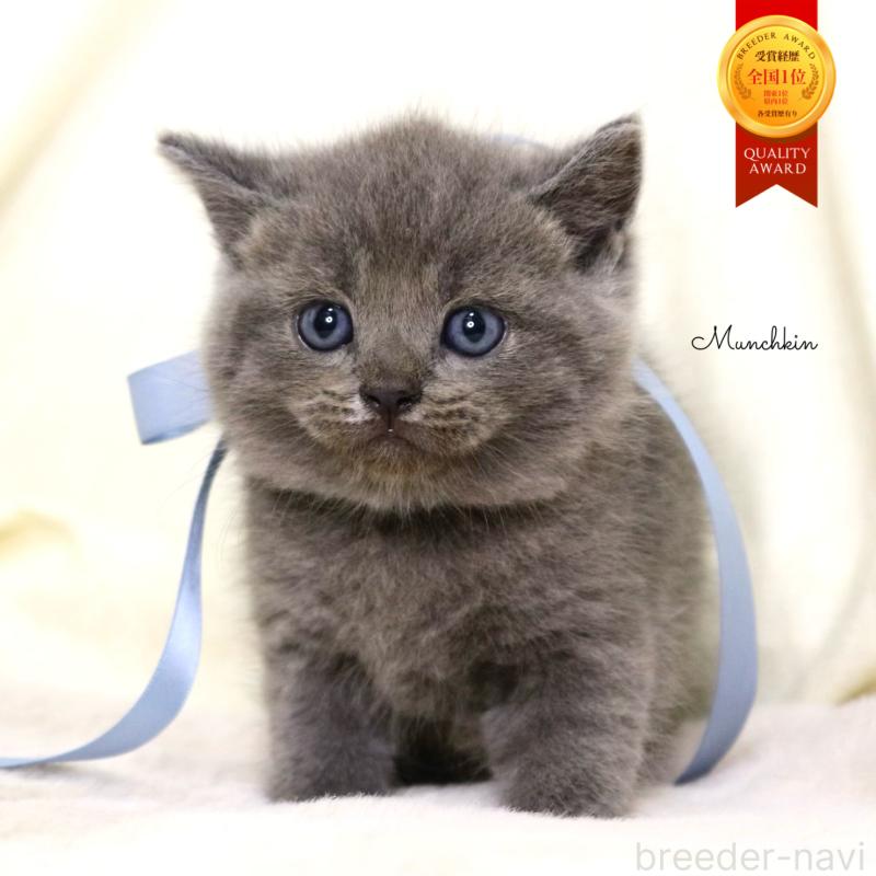 販売中の栃木県のマンチカン-130890