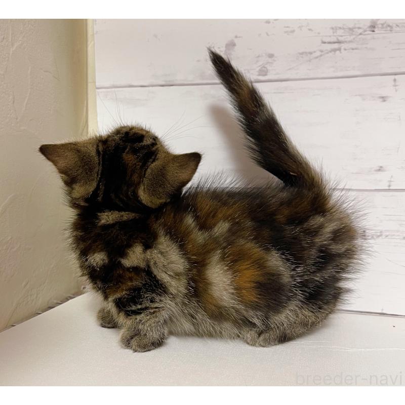 販売中の東京都のジェネッタ-130891の5枚目