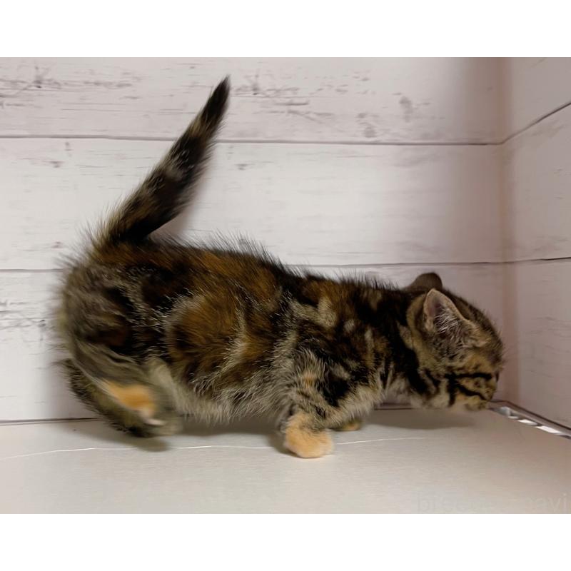 販売中の東京都のジェネッタ-130891の4枚目