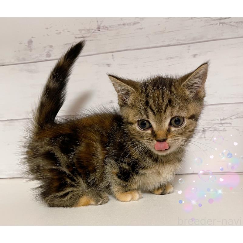 販売中の東京都のジェネッタ-130891の3枚目