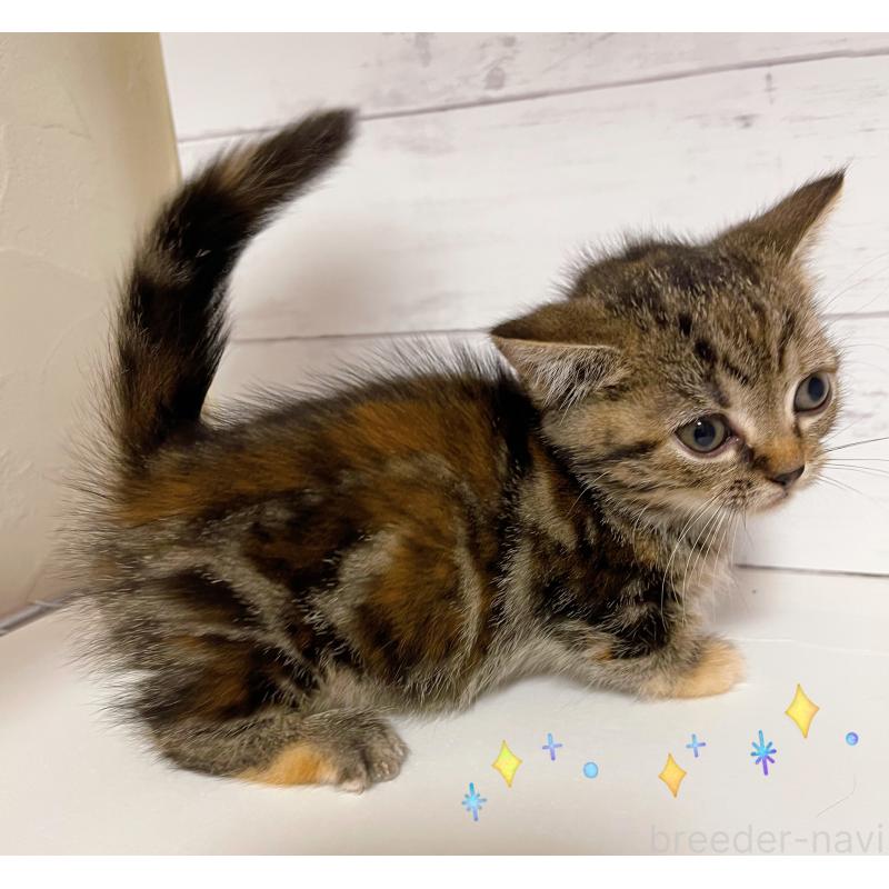 販売中の東京都のジェネッタ-130891の2枚目