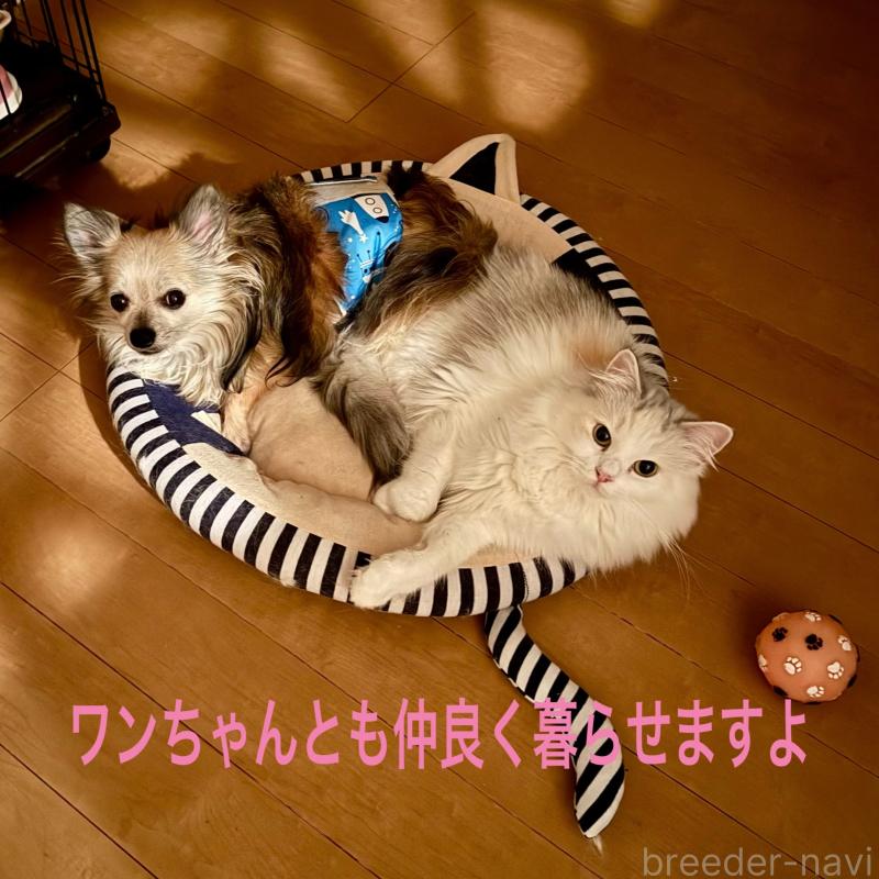 販売中の千葉県のサイベリアン-128915の2枚目