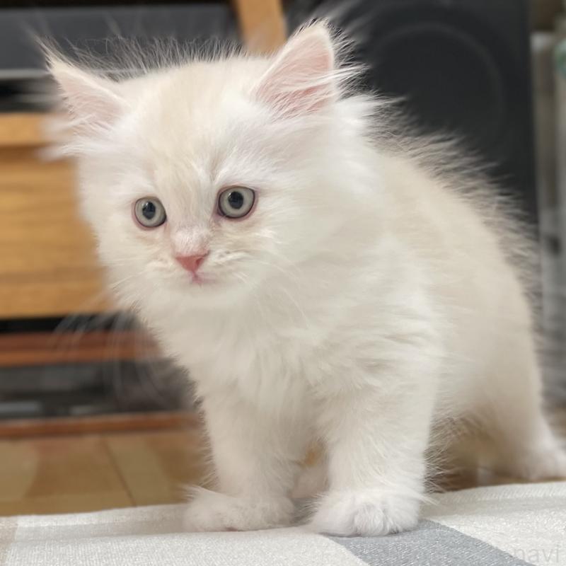 販売中の愛知県のミヌエット-129447