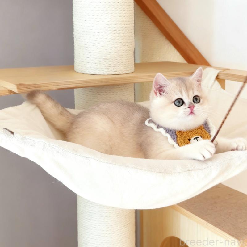 販売中の埼玉県のブリティッシュショートヘア-130892の8枚目