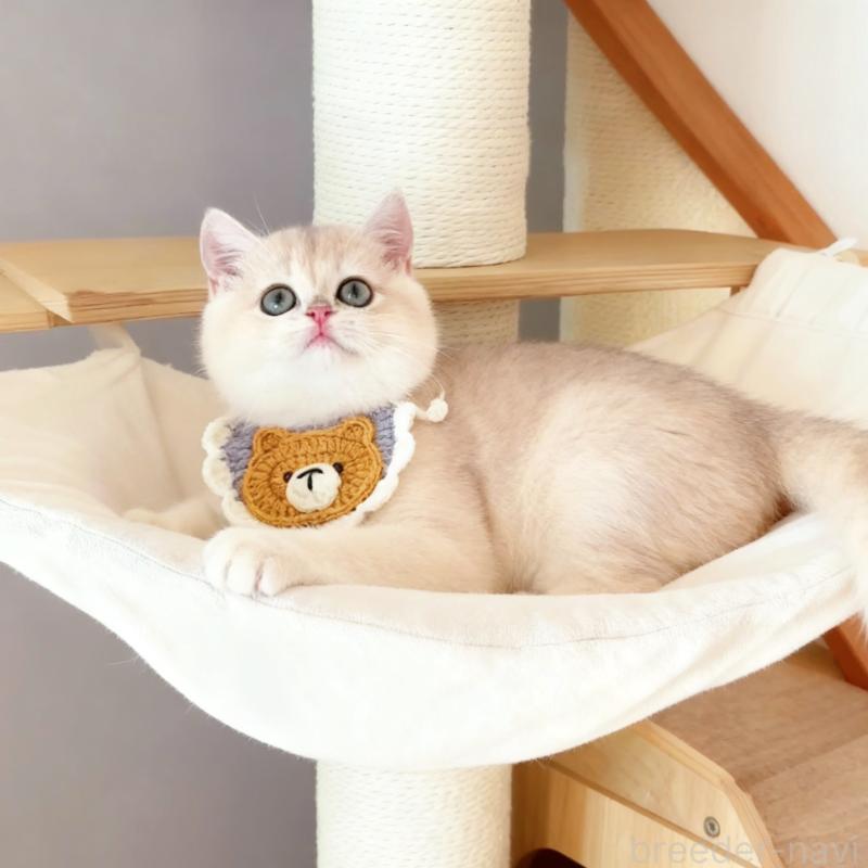 販売中の埼玉県のブリティッシュショートヘア-130892の7枚目