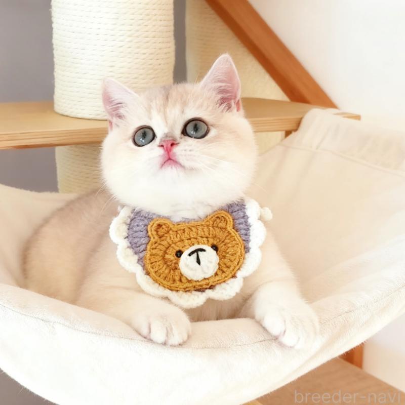 販売中の埼玉県のブリティッシュショートヘア-130892の5枚目