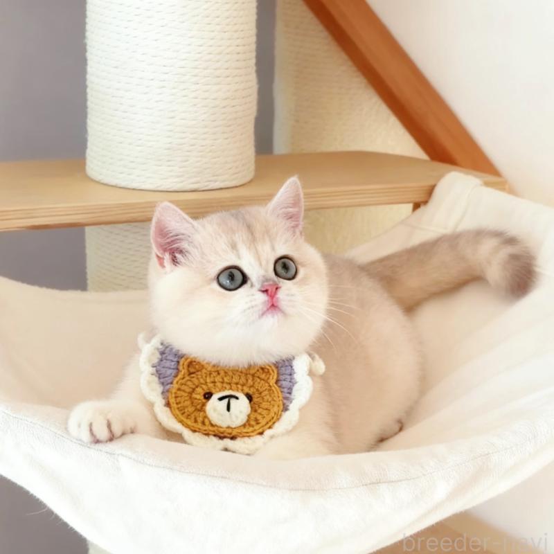 販売中の埼玉県のブリティッシュショートヘア-130892の2枚目