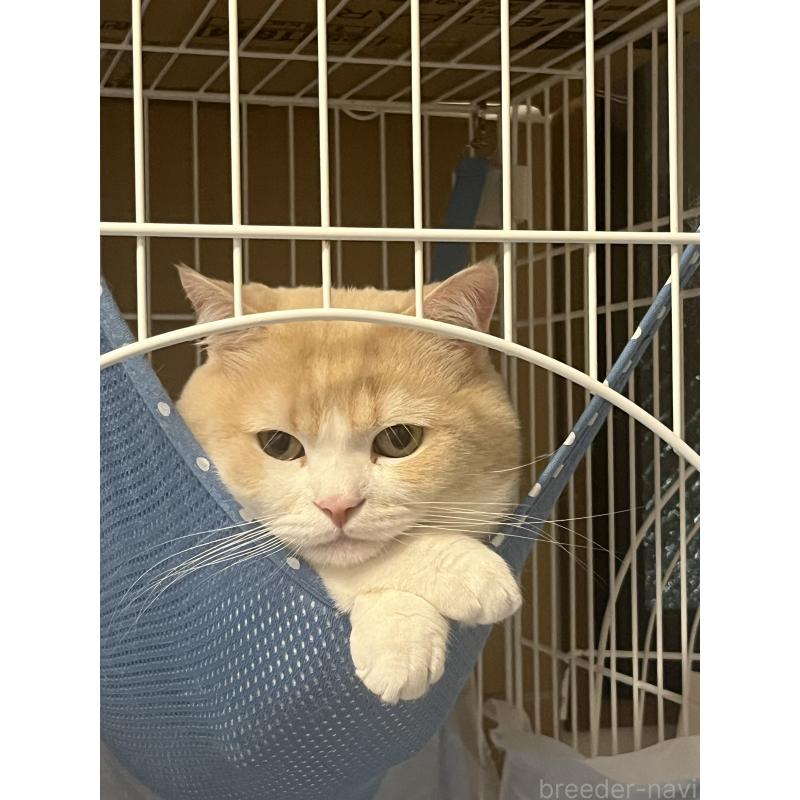 販売中の東京都のスコティッシュフォールド-120748の2枚目