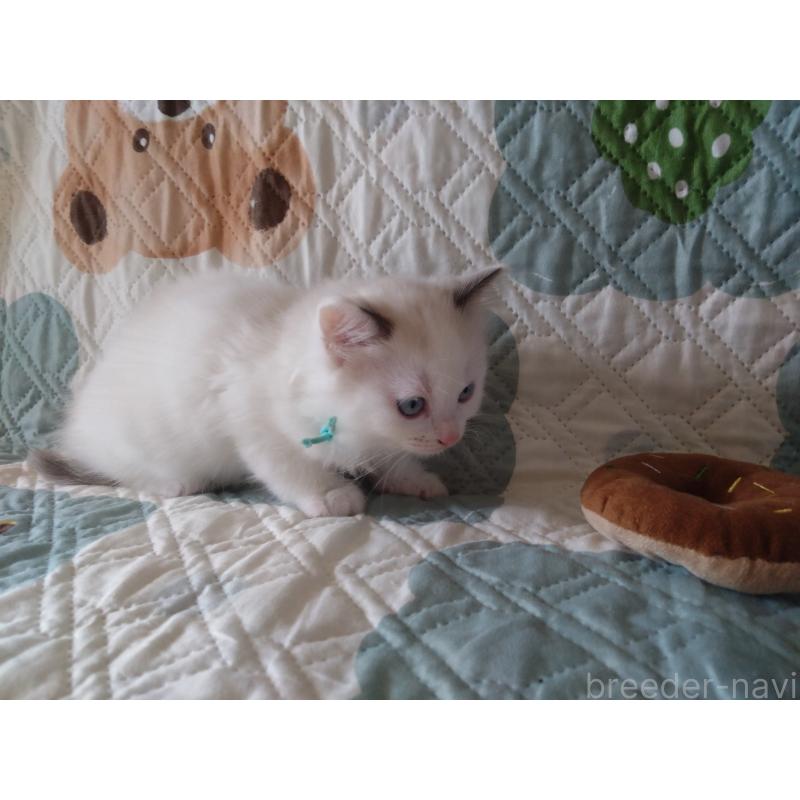 販売中の千葉県のラグドール-130893の5枚目