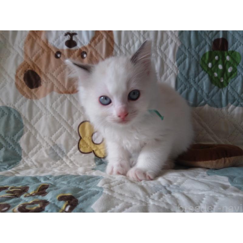 販売中の千葉県のラグドール-130893の4枚目