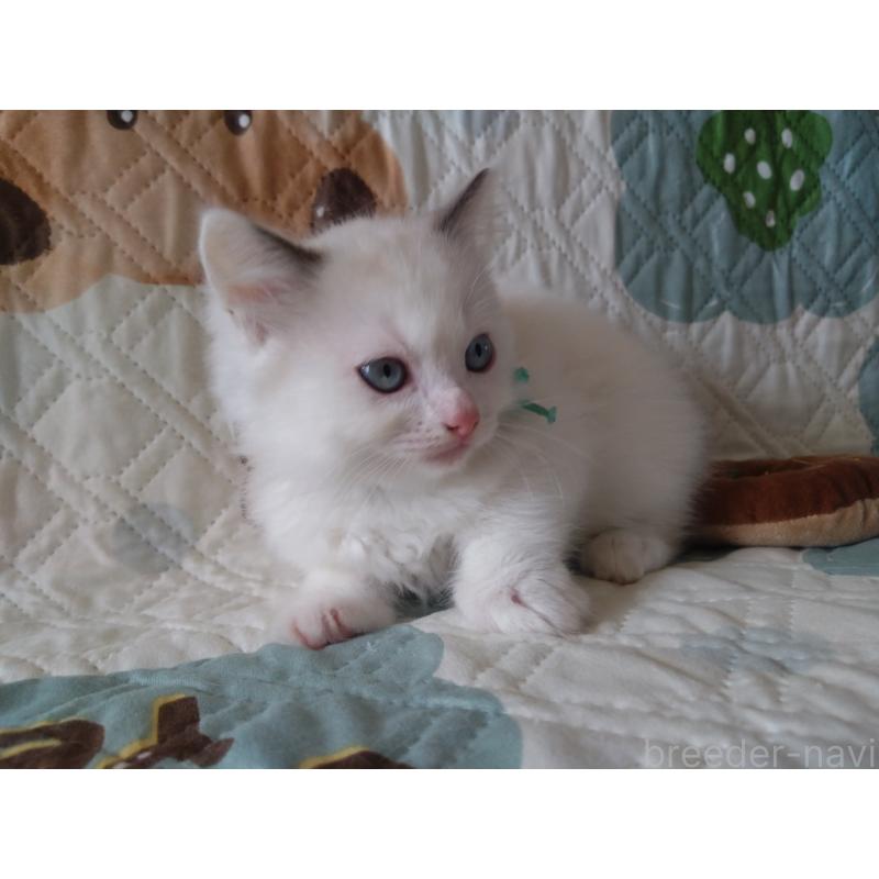 販売中の千葉県のラグドール-130893の3枚目