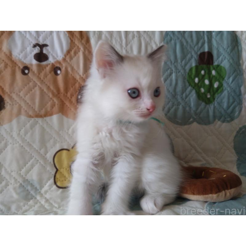 販売中の千葉県のラグドール-130893の2枚目