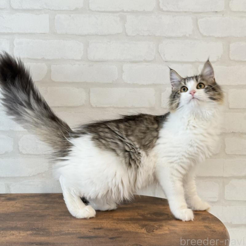 販売中の大阪府のサイベリアン-126975の4枚目