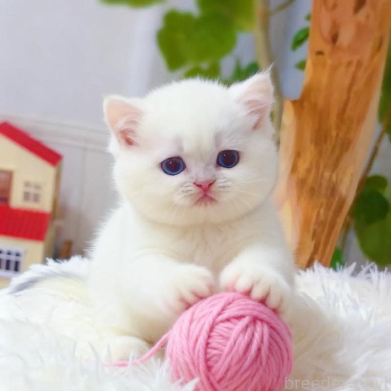 販売中の埼玉県のブリティッシュショートヘア-130898の6枚目