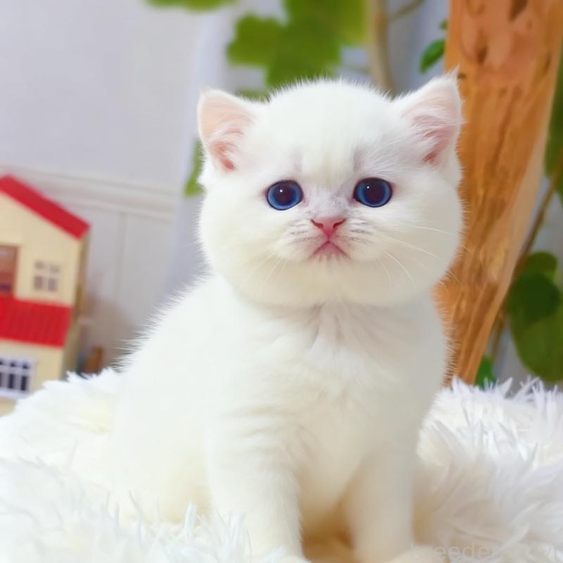 販売中の埼玉県のブリティッシュショートヘア-130898の4枚目