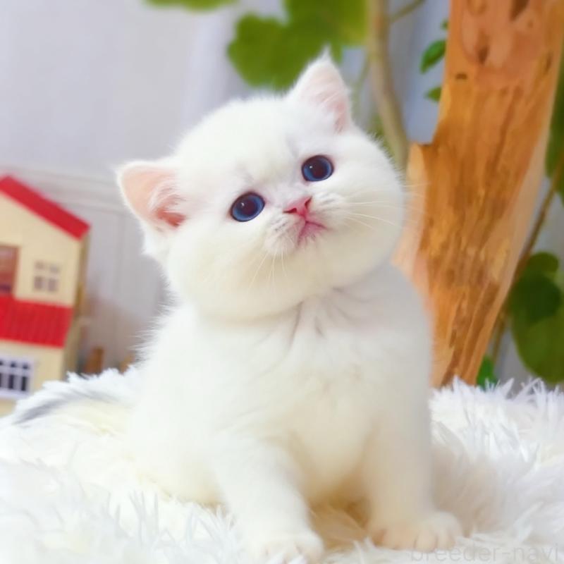 販売中の埼玉県のブリティッシュショートヘア-130898の2枚目