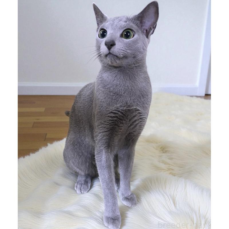 販売中の埼玉県のロシアンブルー-130301