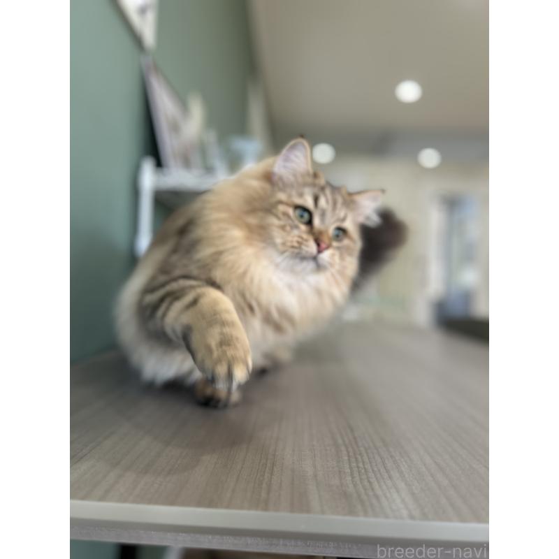 販売中の長野県のミヌエット-130289の3枚目