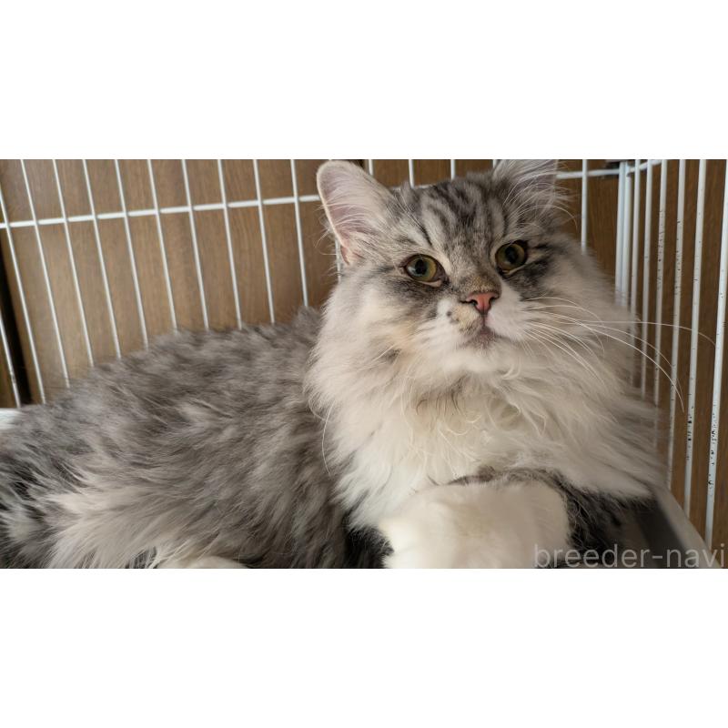 販売中の大阪府のミヌエット-121834の4枚目