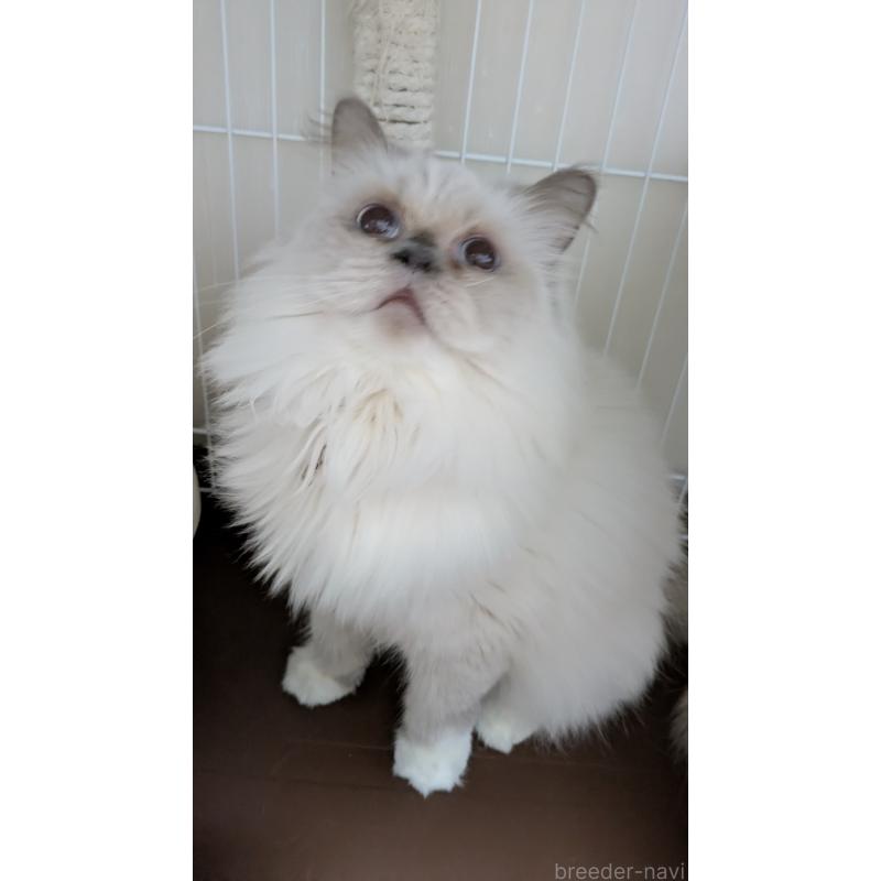 販売中の大阪府のミヌエット-126295