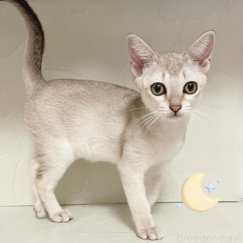 販売中の東京都のシンガプーラ-126909