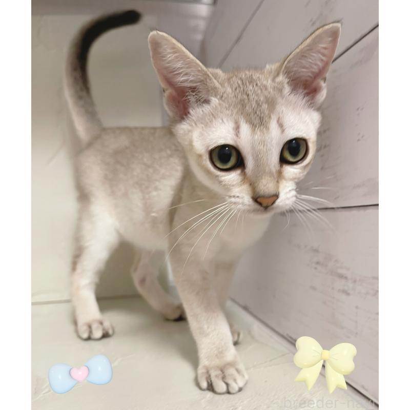 販売中の東京都のシンガプーラ-126909の5枚目