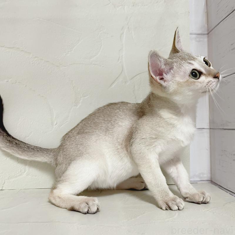 販売中の東京都のシンガプーラ-126909の4枚目