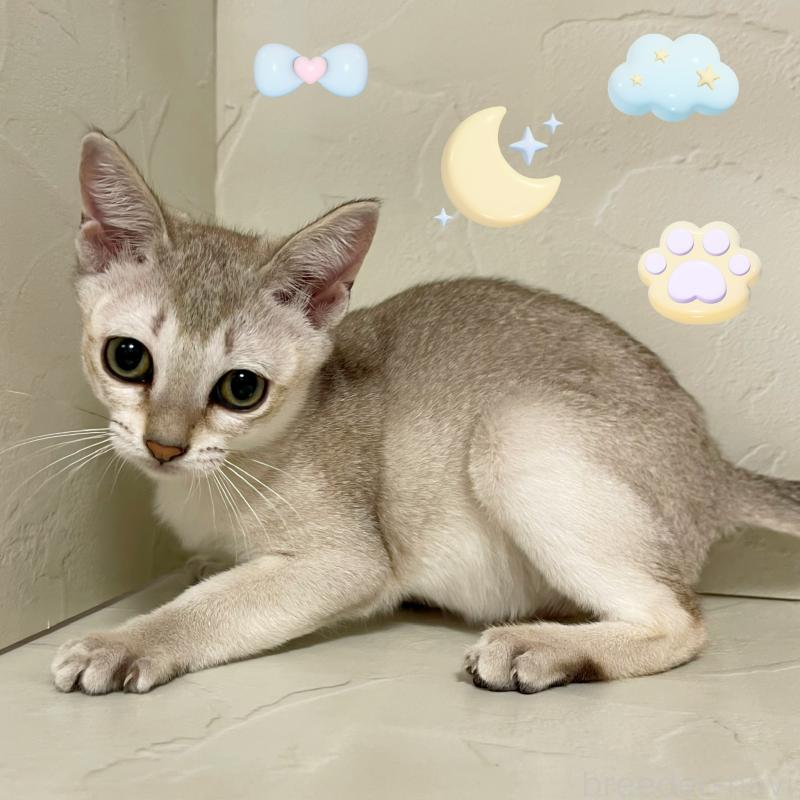 販売中の東京都のシンガプーラ-126909の3枚目