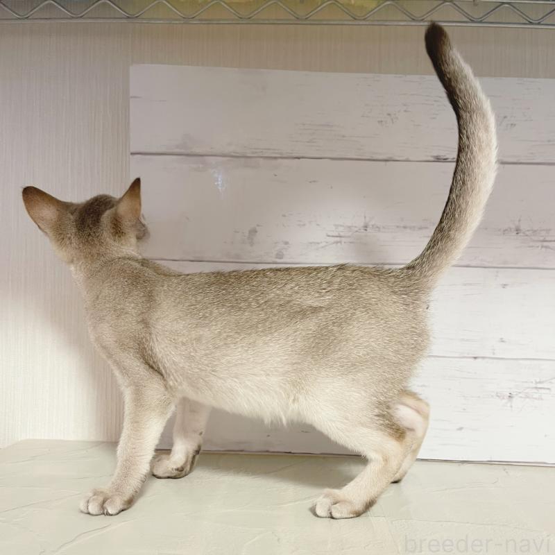 販売中の東京都のシンガプーラ-126909の2枚目