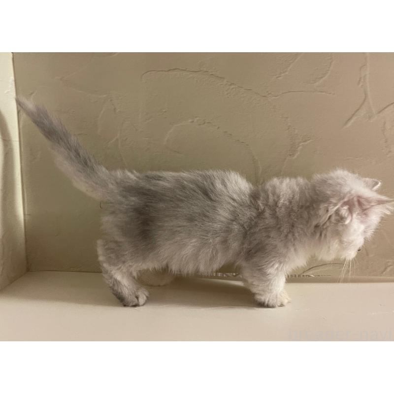 販売中の東京都のミヌエット-128427の6枚目