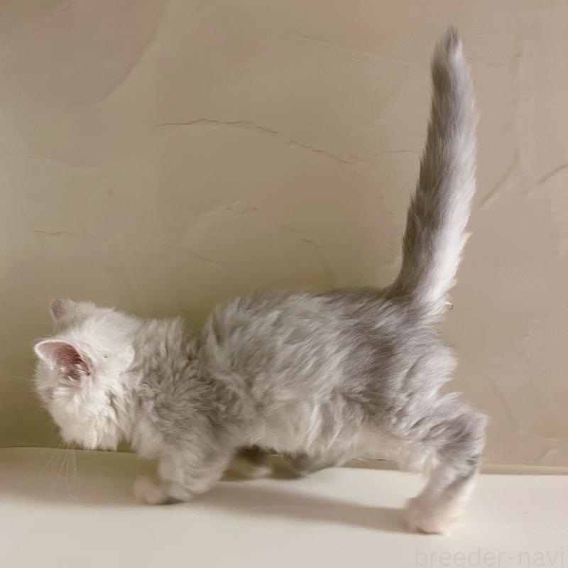 販売中の東京都のミヌエット-128427の5枚目