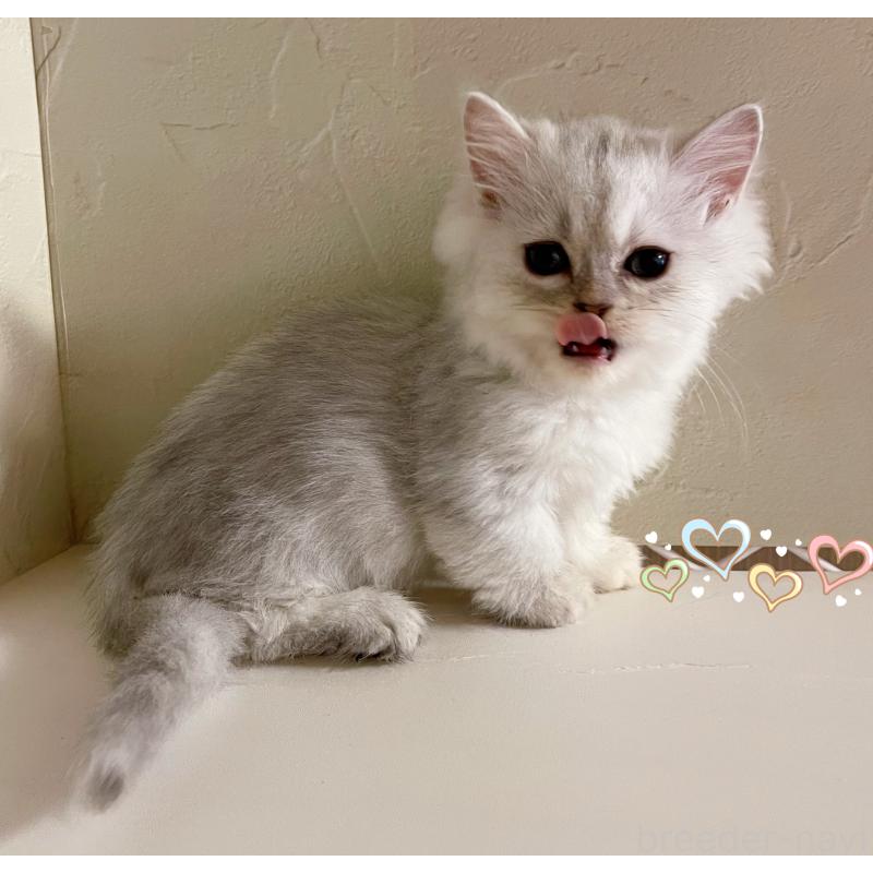 販売中の東京都のミヌエット-128427の4枚目