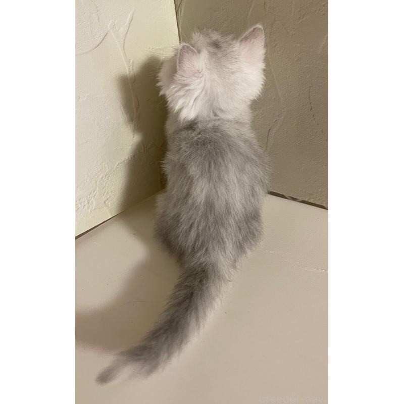 販売中の東京都のミヌエット-128427の3枚目