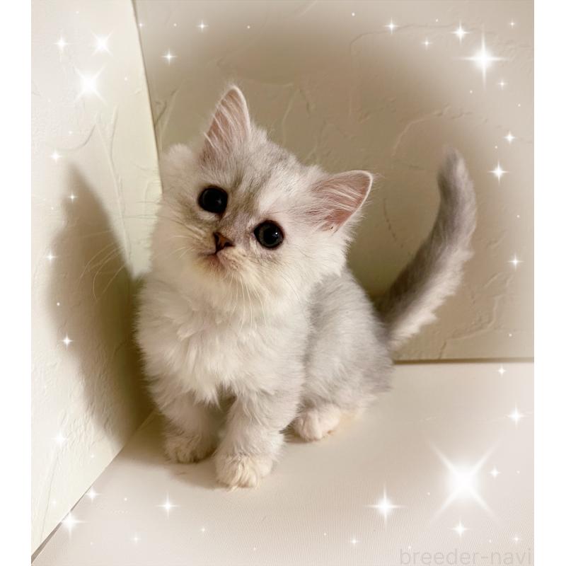 販売中の東京都のミヌエット-128427の2枚目