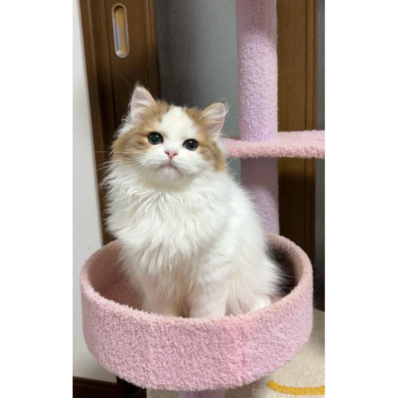 販売中の大阪府のミヌエット-130899の5枚目